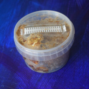 Odin (+Erntebox) – Bild 3